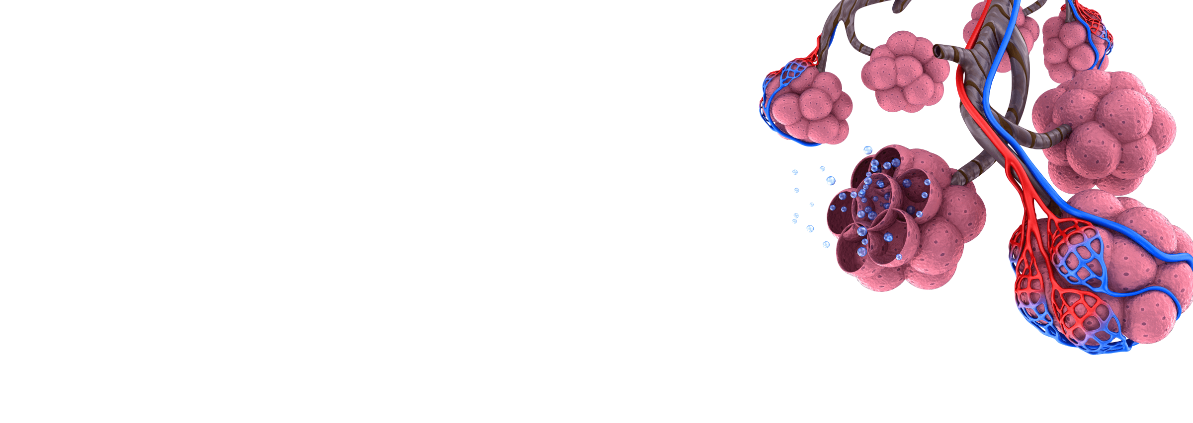 気管支肺胞洗浄（Bal）法 - SCIREQ